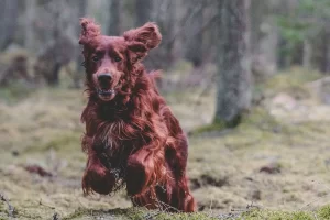 field spaniel stötande fågelhund