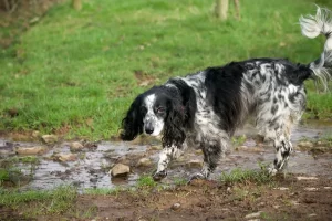 jaktspaniel engelsk springer spaniel