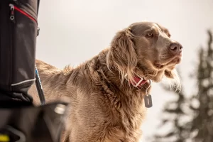 Weimaraner, långhårig