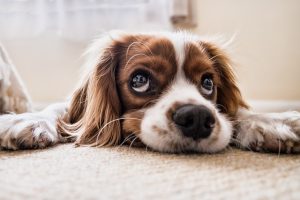 hos veterinären