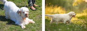 clumber spaniel hund
