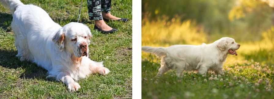 clumber spaniel hund