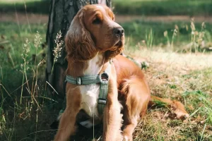 Cocker spaniel