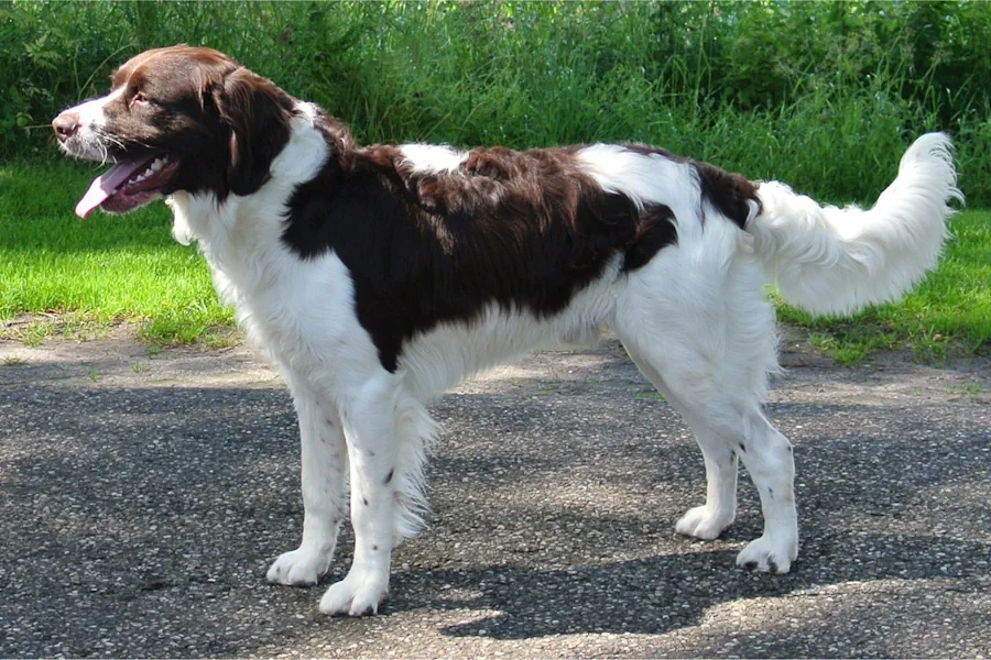 drentsche patrijshond