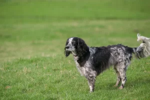 Engelsk setter