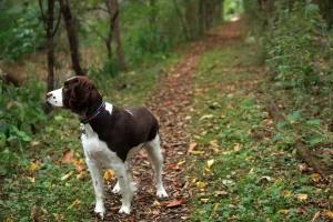 Engelsk springer spaniel