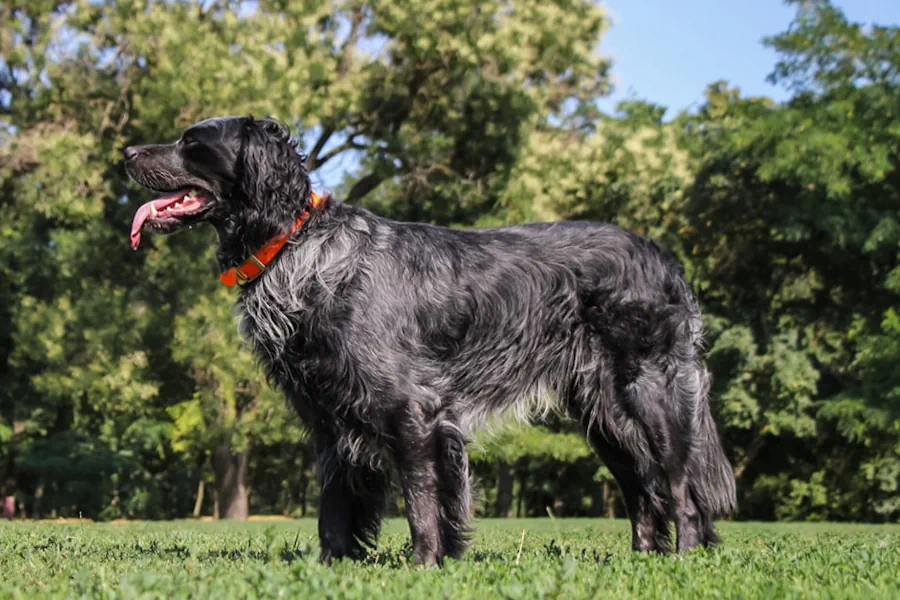 Épagneul bleu de picardie