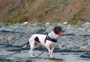 Gammel dansk hönsehund