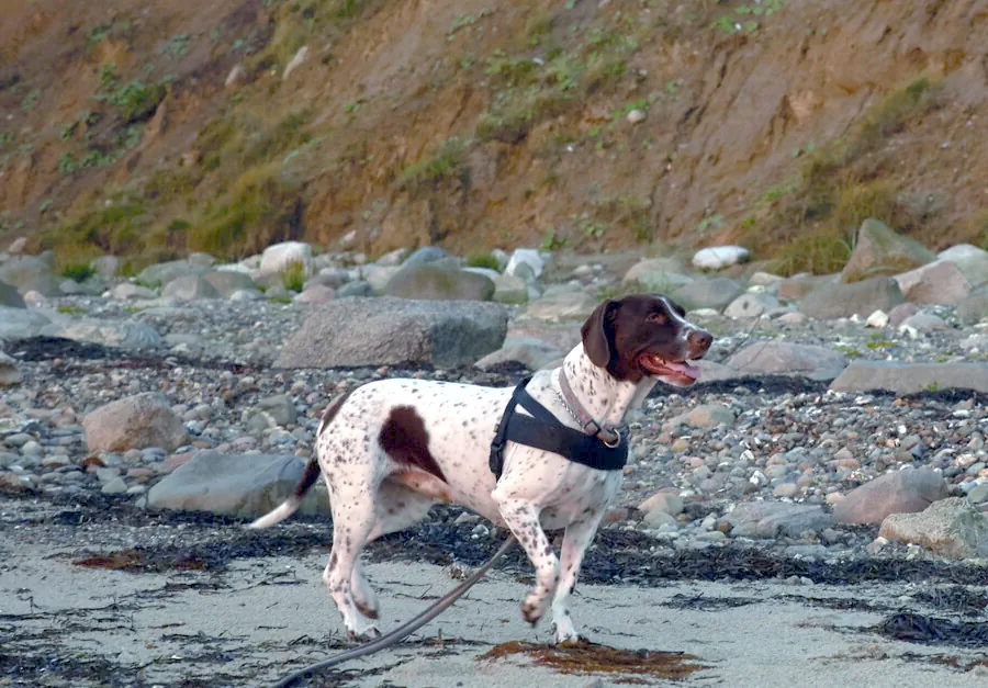 Gammel dansk hönsehund