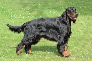 gordonsetter