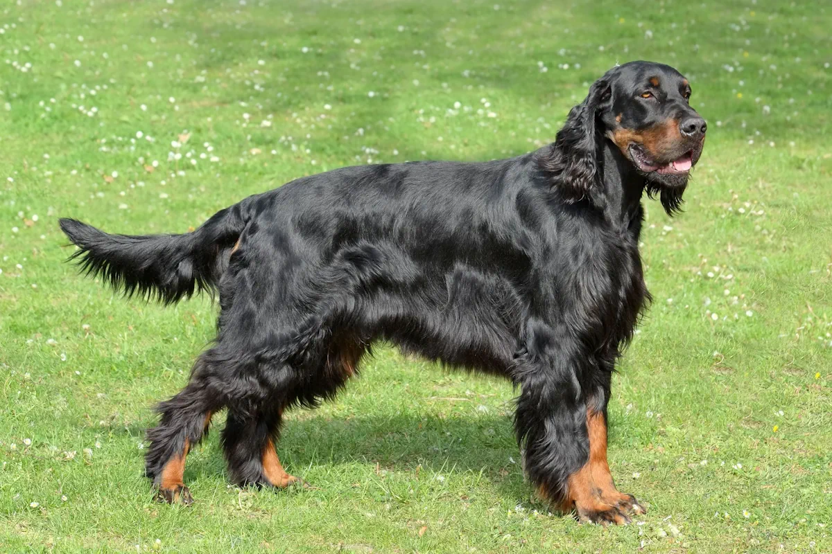 gordonsetter