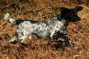 grosser münsterländer