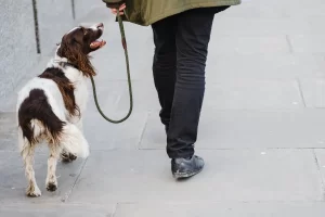 Irländsk röd och vit setter