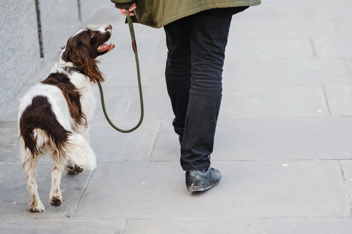 Irländsk röd och vit setter