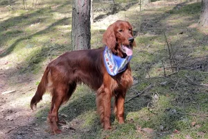 Irländsk röd setter