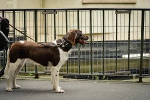 Kleiner münsterländer