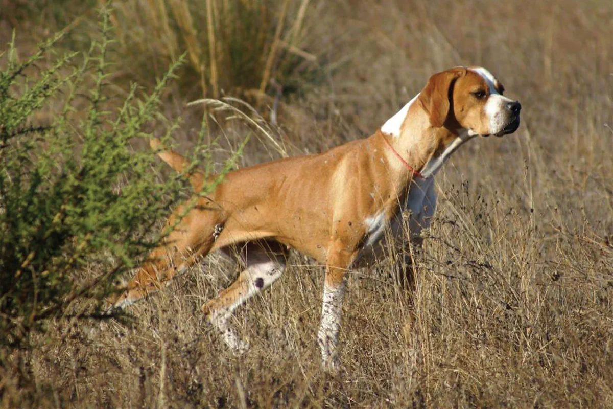Perdigueiro portugues