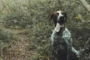Pointer