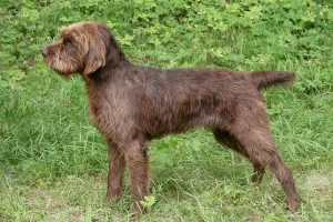 Pudelpointer