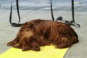 sussex spaniel
