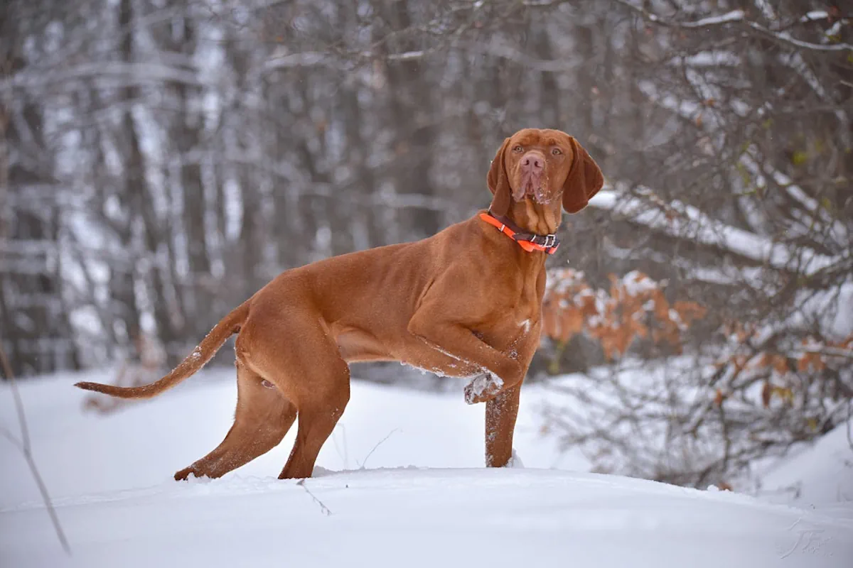 Ungersk vizsla, korthårig