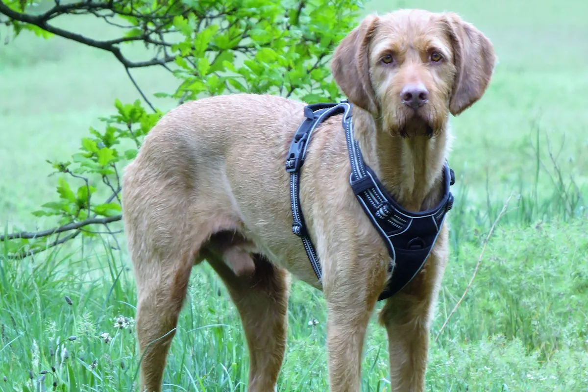 Ungersk vizsla, strävhårig