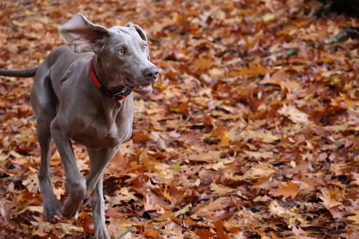 Weimaraner, korthårig