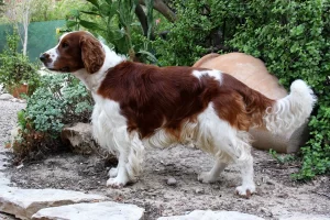 Welsh springer spaniel
