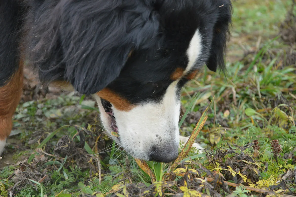 hund äter gräs