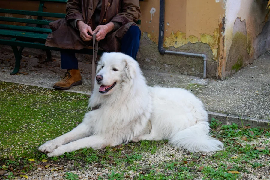 hundår i människoår