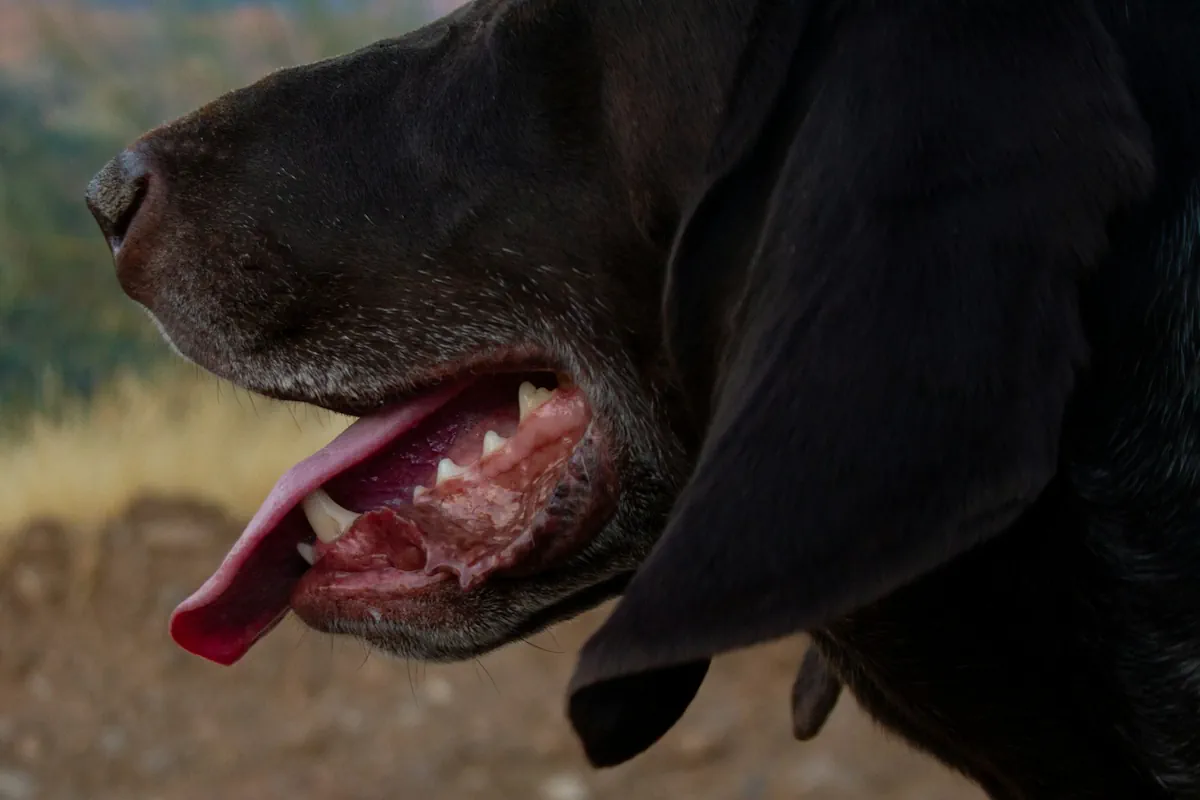 Hur många tänder har en hund