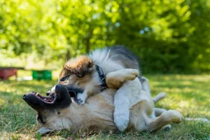 bästa hundförsäkringen