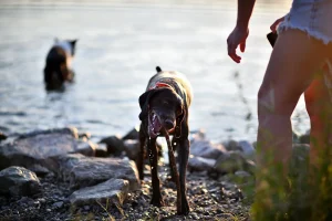 Leptospiros – den farliga bakteriesjukdomen som hotar både djur och människor