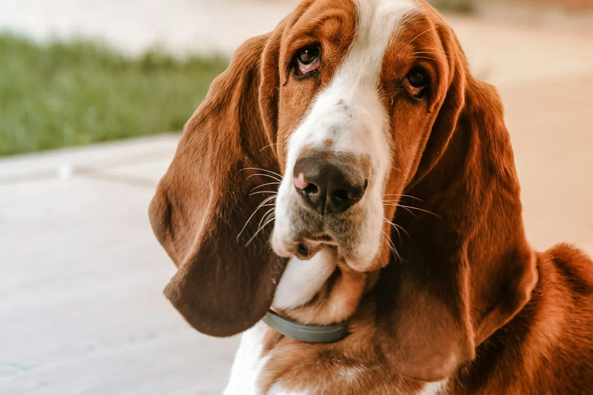 basset hound