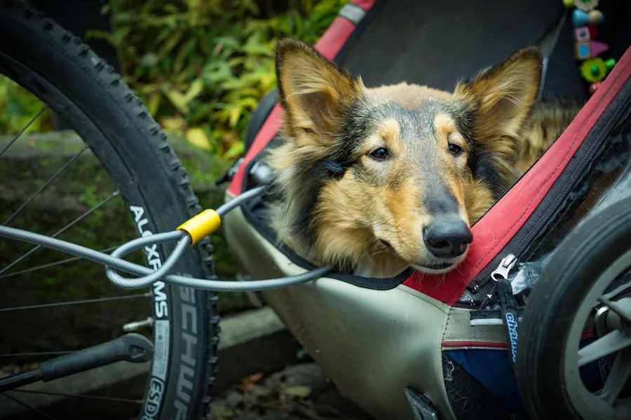 cykelvagn hund