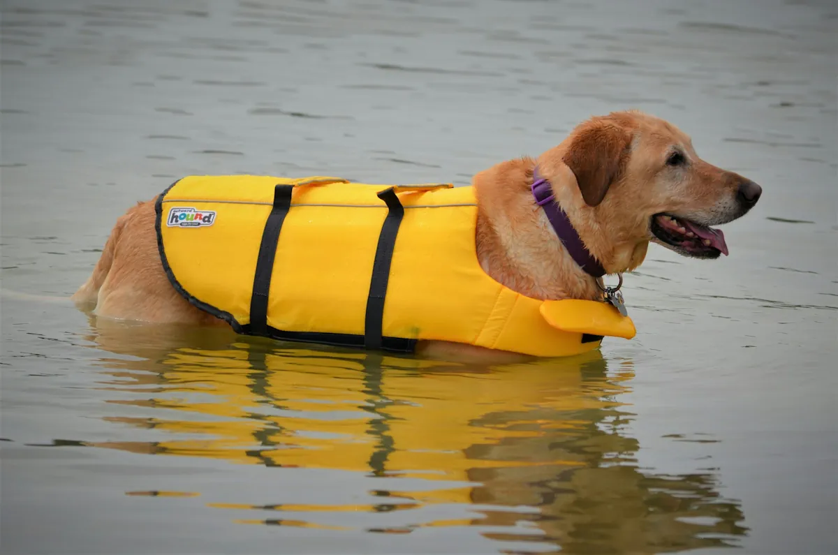 flytväst hund