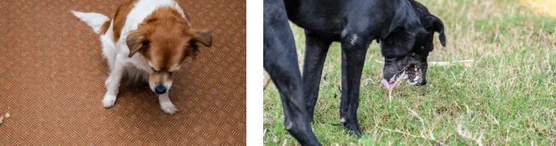 Hund kräks gult skum