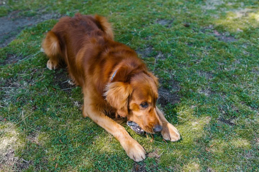 hund kräks upp osmält mat