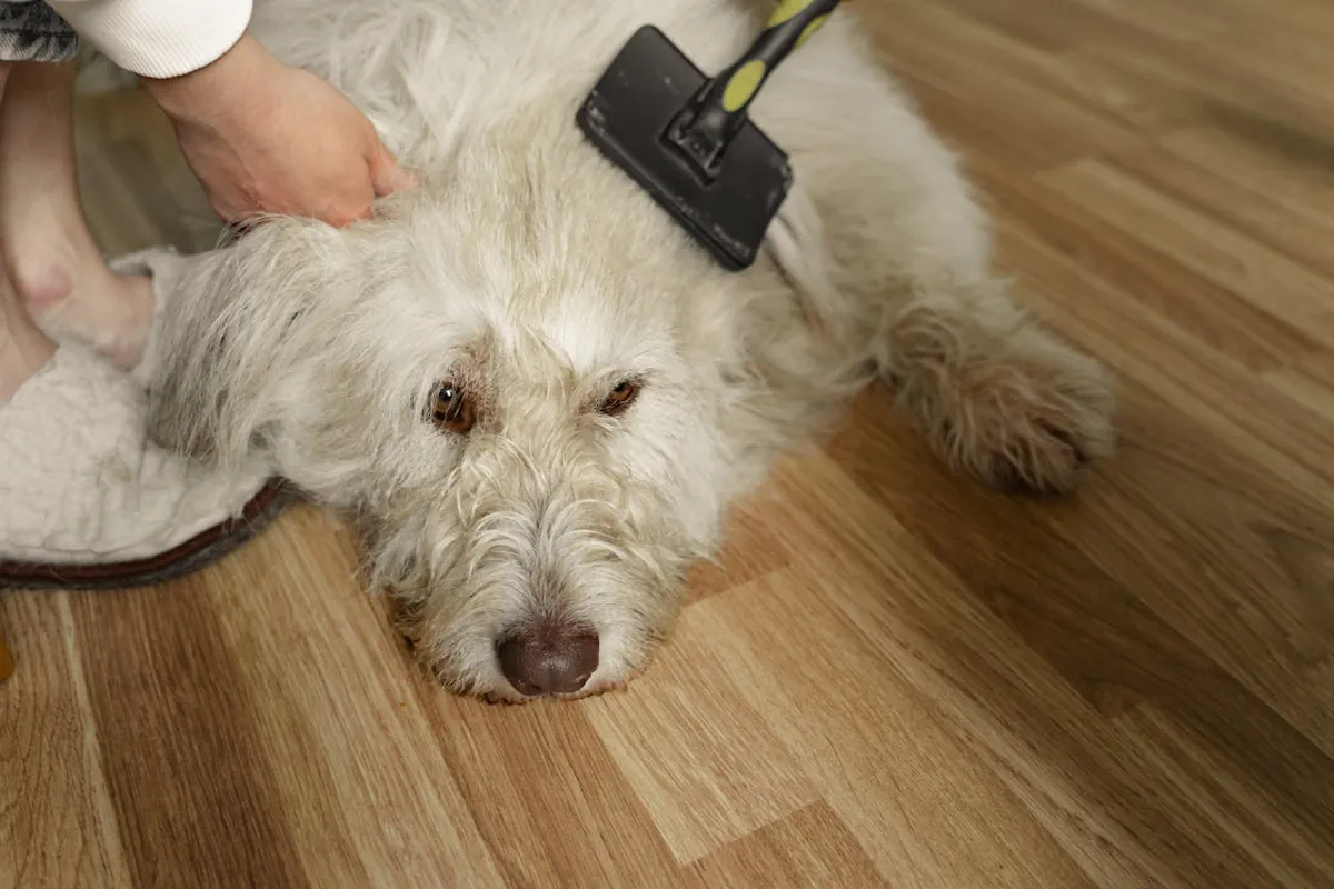 hundborste