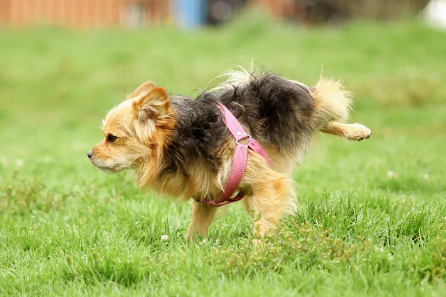 Hunden kissar stora mängder ofta