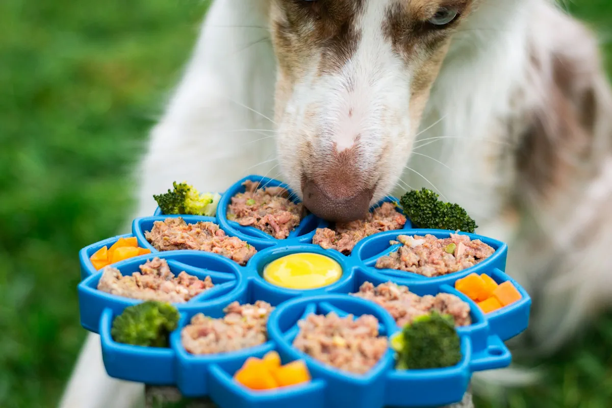 Kan hundar äta ägg?