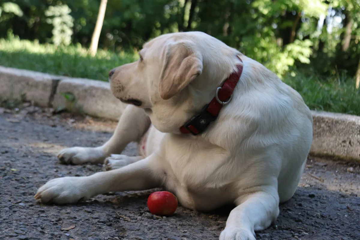 Kan hundar äta äpple med skal?
