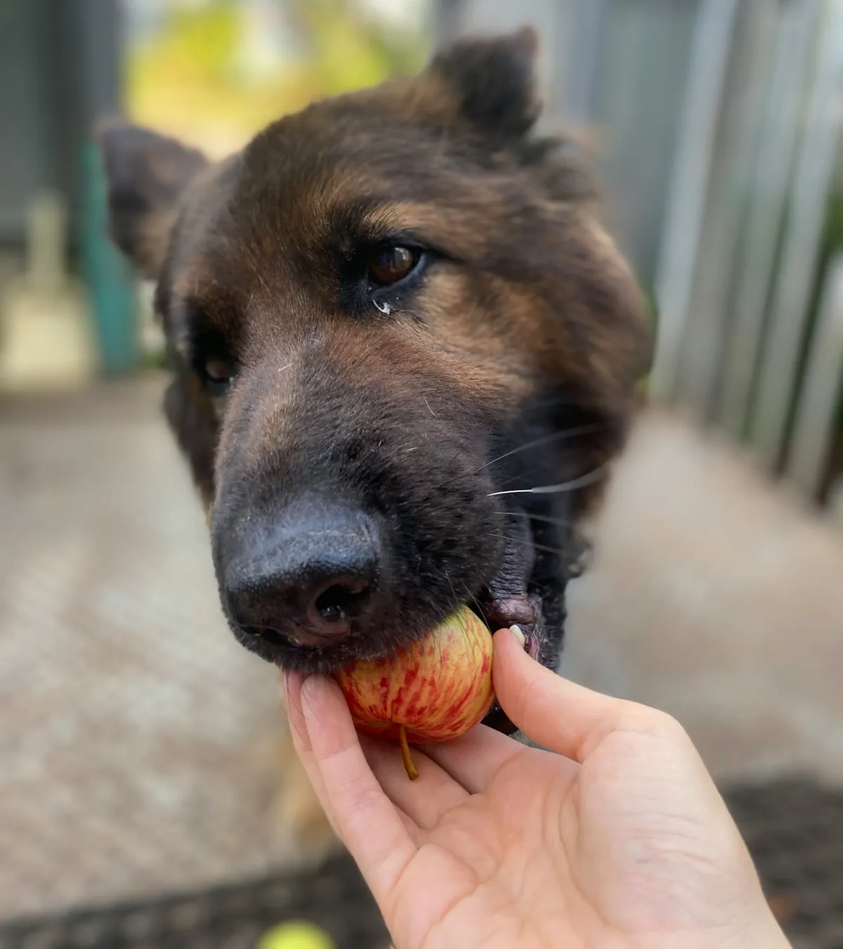 Kan hundar äta äpple?