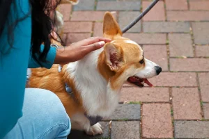 klåda i öronen hos hunden