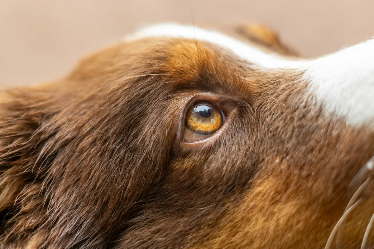 Låter som hunden satt i halsen