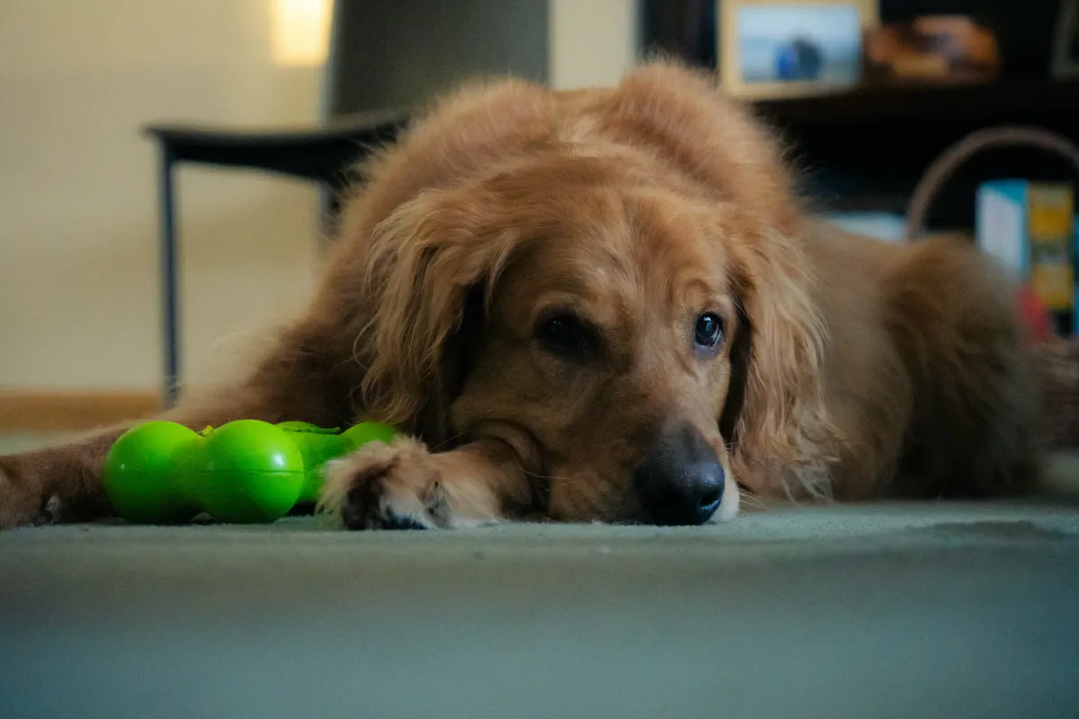 livmoderinflammation hund