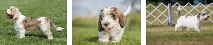 Petit Basset Griffon Vendéen