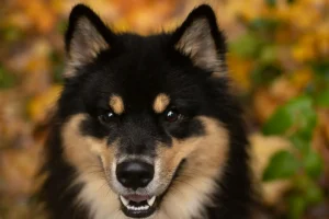 finsk lapphund