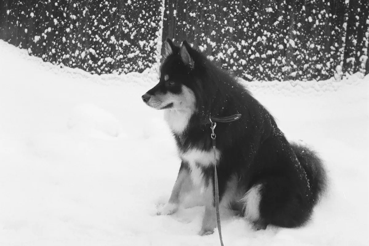 finsk lapphund valp