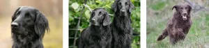 Flat coated retriever